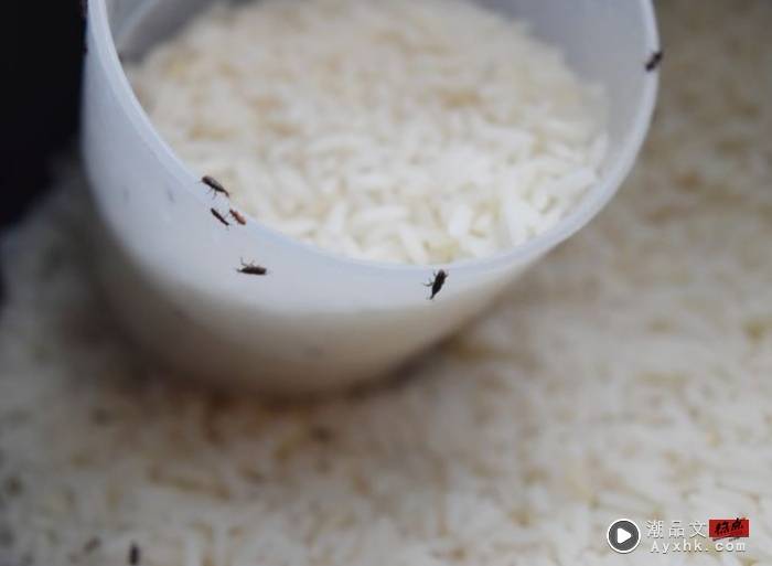 Tips I 厨房出现了蛀米大虫？，4方法祛除和预米虫繁殖！ 更多热点 图2张